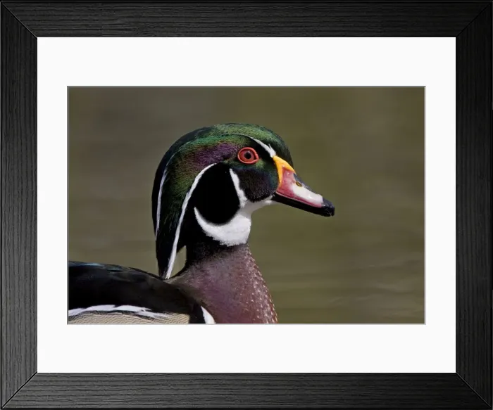 Framed Print : Wood Duck - portrait showing head detail and colours - April - Rochester - England Framed Print : Wood Duck - portrait showing head detail and colours - April - Rochester - England