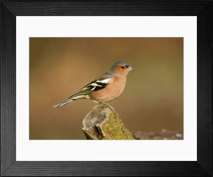 Framed Print : Chaffinch - male - Cornwall - UK Framed Print : Chaffinch - male - Cornwall - UK