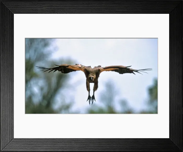 Framed Print : Whitebacked Vulture CRH 968 Preparing to land at a carcass - Botswana Gyps africanus © Chris Harvey / ardea. com Framed Print : Whitebacked Vulture CRH 968 Preparing to land at a carcass - Botswana Gyps africanus © Chris Harvey / ardea. com