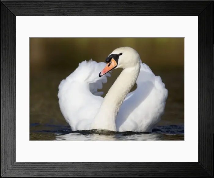 Framed Print : Mute Swan - Cornwall - UK