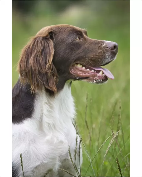 Dog - Dutch Partridge Dog  /  Drentsche Patrijshond