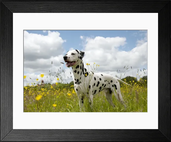 Framed Print : DOG - Dalmatian standing in buttercup field Framed Print : DOG - Dalmatian standing in buttercup field