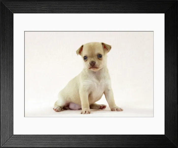 Framed Print : DOG - Chihuahua puppy (6 weeks) Digital Manipulation: faded background peach colour Framed Print : DOG - Chihuahua puppy (6 weeks) Digital Manipulation: faded background peach colour
