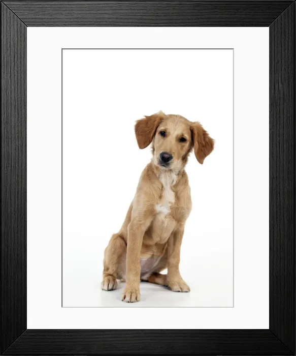 Framed Print : DOG - Golden retriever puppy (13 weeks) Framed Print : DOG - Golden retriever puppy (13 weeks)