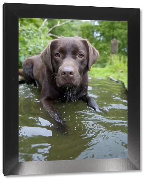 DOG - Chocolate labrador laying in shallow water