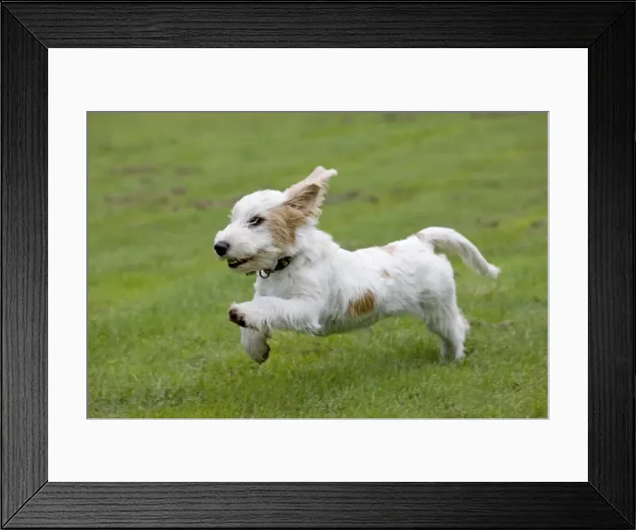 Framed Print : Dog - Basset Griffon Veneen - young dog running Framed Print : Dog - Basset Griffon Veneen - young dog running
