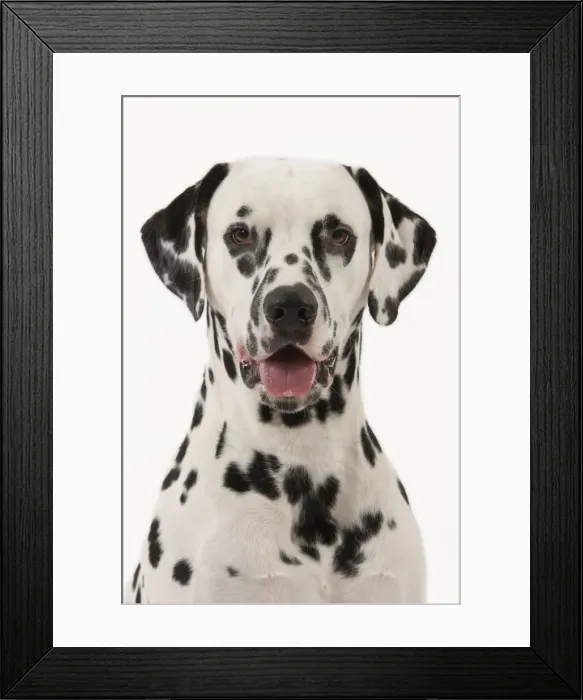 Framed Print : Dog - Dalmatian Framed Print : Dog - Dalmatian