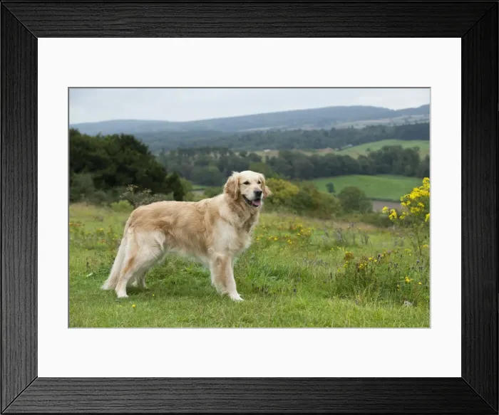 Framed Print : DOG - Golden retriever Framed Print : DOG - Golden retriever