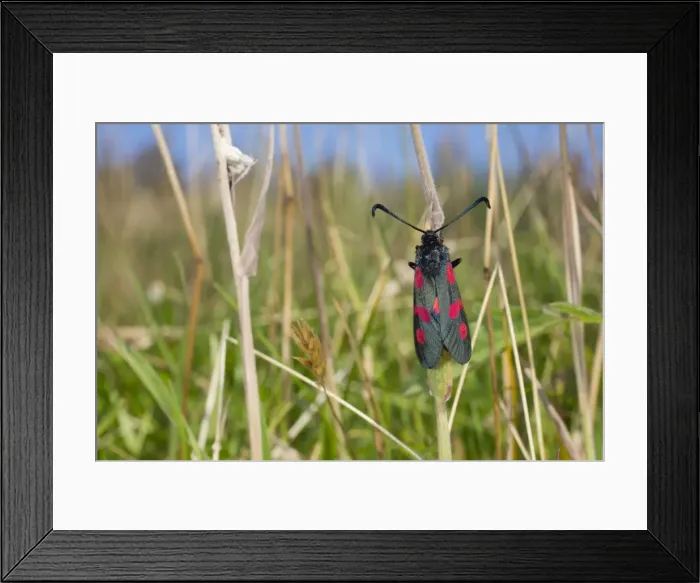 Framed Print : Five Spot Burnet Moth - Cornwall - UK Framed Print : Five Spot Burnet Moth - Cornwall - UK