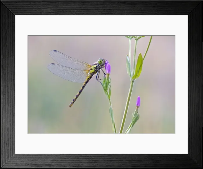 Framed Print : Common Darter Dragonfly - resting on Common Centaury flower - July - Cannock Chase - Staffordshire - England Framed Print : Common Darter Dragonfly - resting on Common Centaury flower - July - Cannock Chase - Staffordshire - England