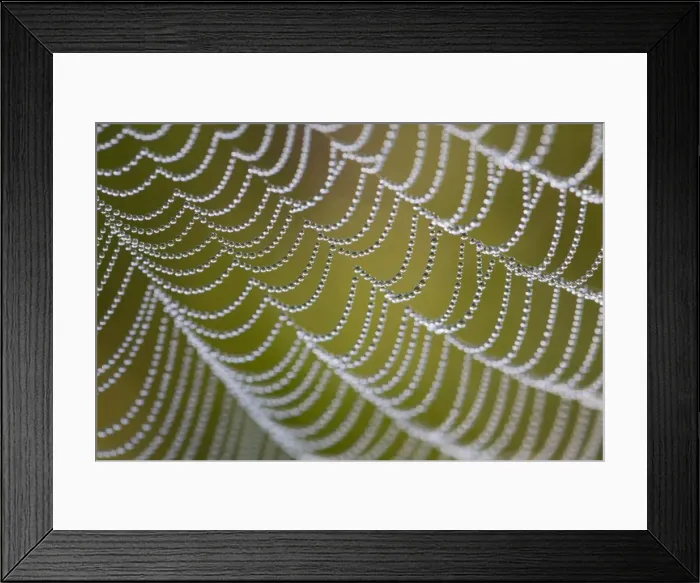 Framed Print : Spider's Web - with dewdrops - UK Framed Print : Spider's Web - with dewdrops - UK