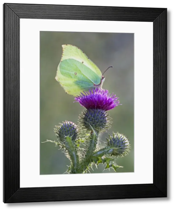 Framed Print : Brimstone Butterfly - perched on thistle and being backlit by early morning sunshine - Cannock Chase - Staffordshire - England Framed Print : Brimstone Butterfly - perched on thistle and being backlit by early morning sunshine - Cannock Chase - Staffordshire - England