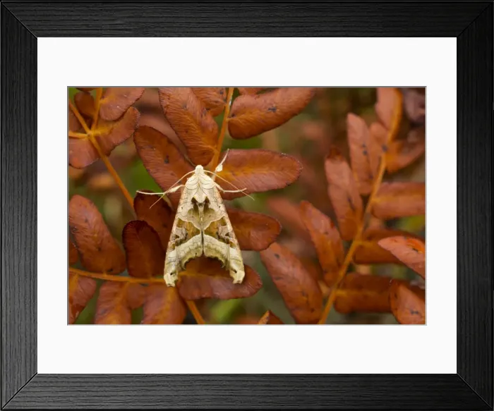 Framed Print : Angle Shades Moth - Autumn - UK Framed Print : Angle Shades Moth - Autumn - UK