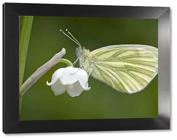Green Veined White Butterfly - resting on Lily of the Valley flower - May - Cannock - England