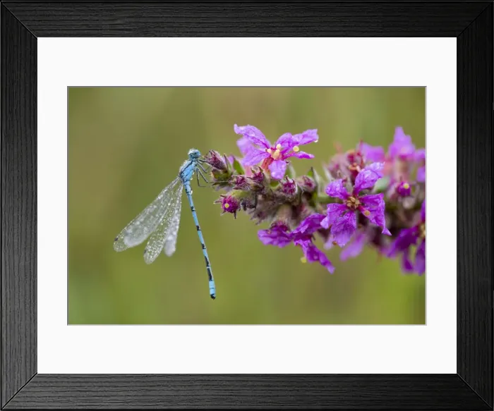 Framed Print : Common Blue Damselfly - Cornwall - UK Framed Print : Common Blue Damselfly - Cornwall - UK