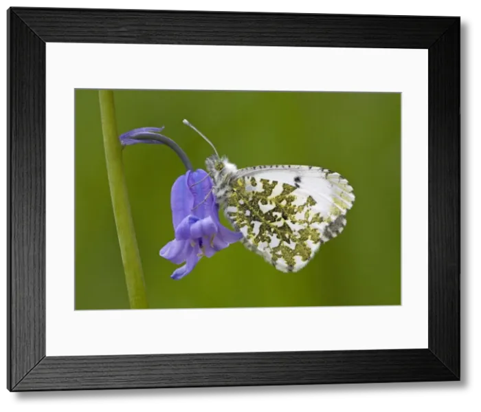 Framed Print : Orange Tip Butterfly - resting on Bluebell flower - Cannock Chase - Staffordshire Framed Print : Orange Tip Butterfly - resting on Bluebell flower - Cannock Chase - Staffordshire