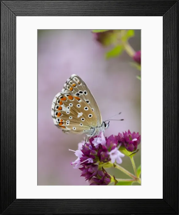 Framed Print : Adonis Blue Butterfly - female on flower - UK Framed Print : Adonis Blue Butterfly - female on flower - UK