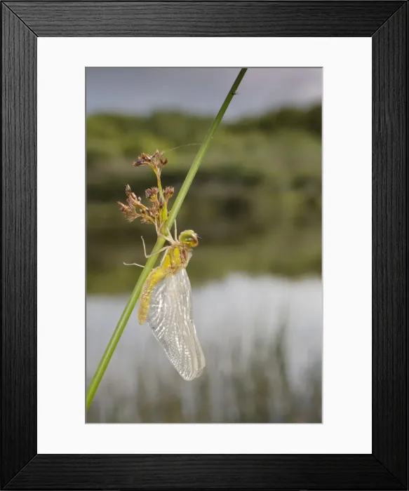 Framed Print : Common Darter Dragonfly - immature - Cornwall, UK Framed Print : Common Darter Dragonfly - immature - Cornwall, UK