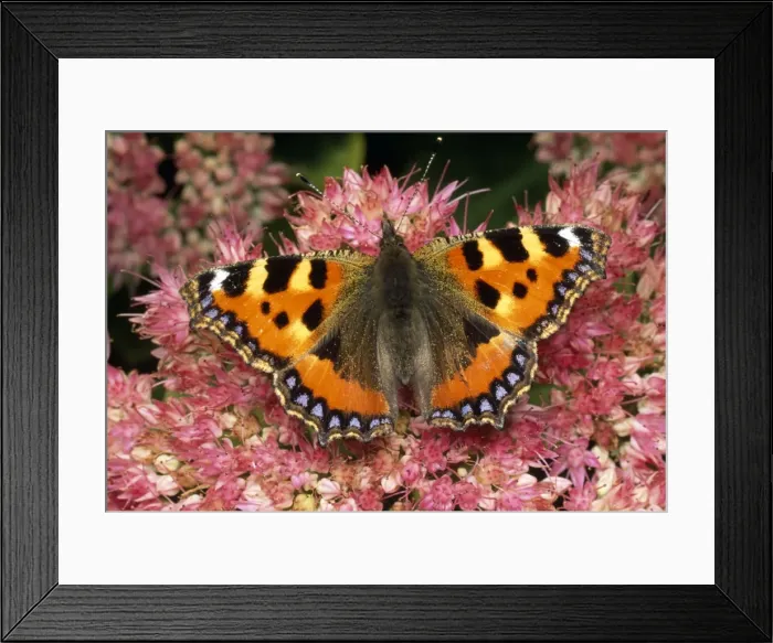 Framed Print : Small Tortoiseshell Butterfly - on ice plant - UK Framed Print : Small Tortoiseshell Butterfly - on ice plant - UK