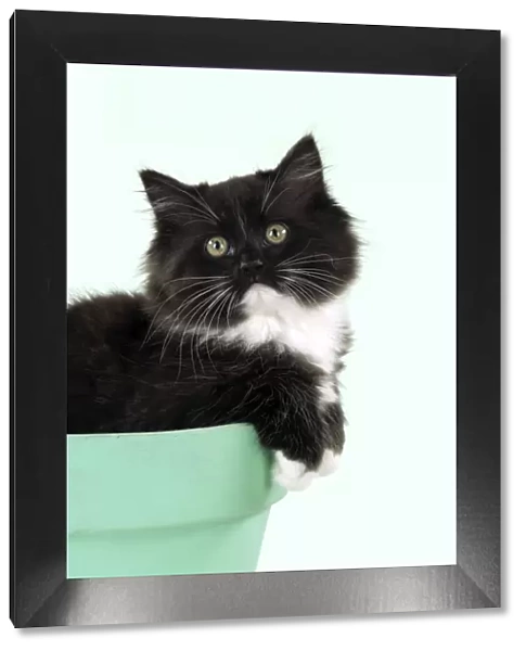 CAT - Black and White Cat - sitting in a flower pot Digital Manipulation: added background colour