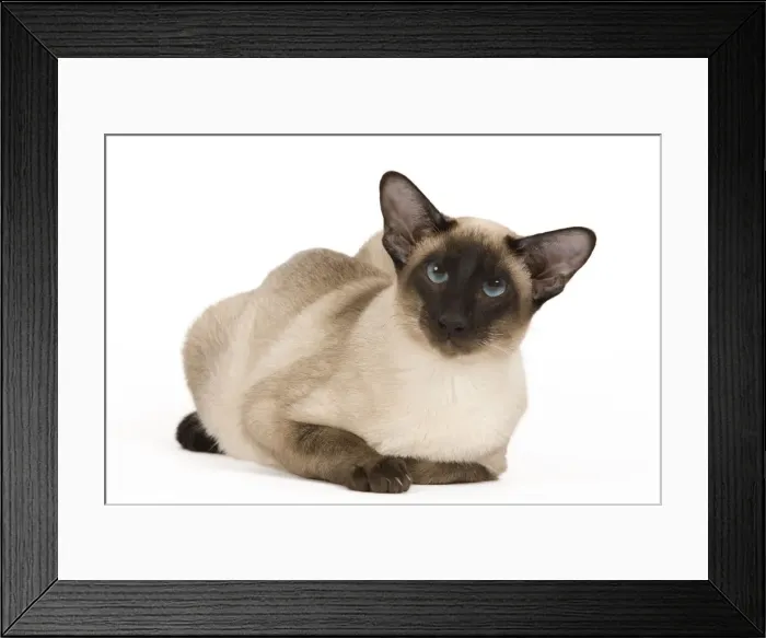 Framed Print : Cat - Siamese Framed Print : Cat - Siamese