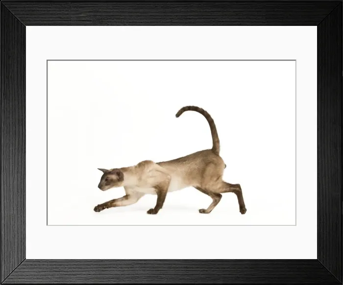 Framed Print : Cat - Siamese Seal Smoke Point Framed Print : Cat - Siamese Seal Smoke Point
