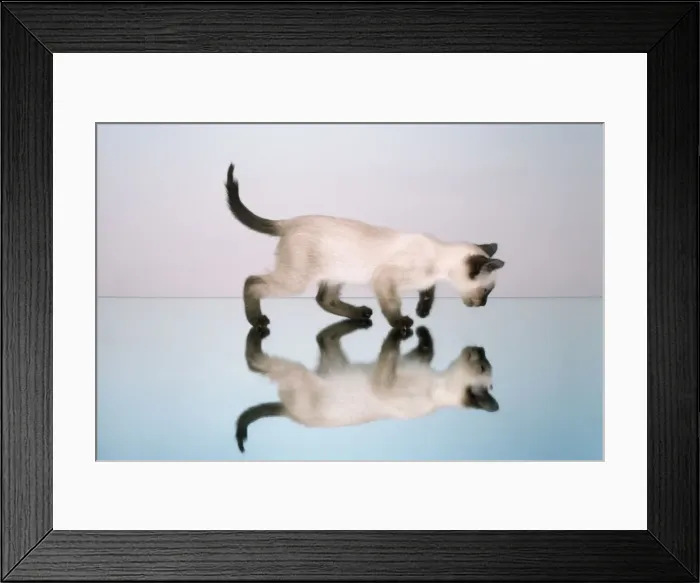 Framed Print : Cat - on mirror Framed Print : Cat - on mirror