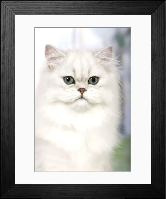 Framed Print : Cat - Persian Chinchilla Framed Print : Cat - Persian Chinchilla
