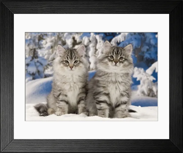 Framed Print : Cat - Siberian Cats - in snow Framed Print : Cat - Siberian Cats - in snow