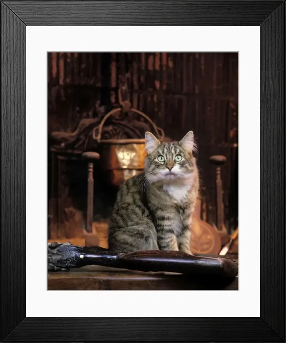 Framed Print : Cat - Norwegian Forest Cat Framed Print : Cat - Norwegian Forest Cat
