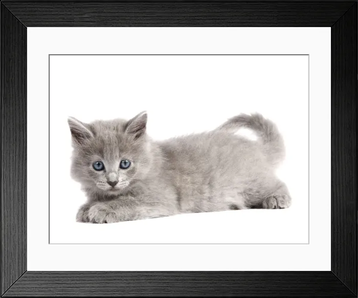 Framed Print : Cat - Nebelung Kitten Framed Print : Cat - Nebelung Kitten