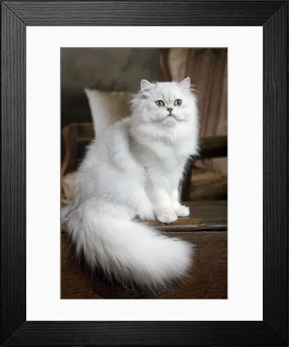 Framed Print : Cat - Persian Framed Print : Cat - Persian