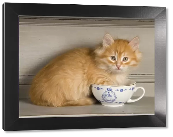 Cat - Siberian Kitten - on shelf with tea cup