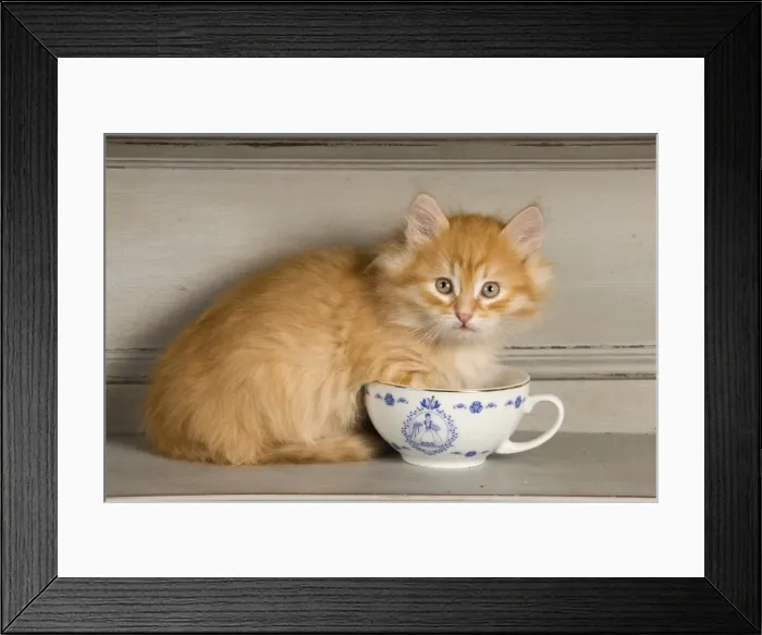 Framed Print : Cat - Siberian Kitten - on shelf with tea cup Framed Print : Cat - Siberian Kitten - on shelf with tea cup