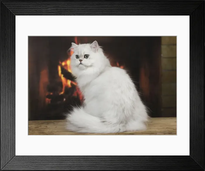 Framed Print : Cat - Persian Chinchilla - sitting in front of log fire Framed Print : Cat - Persian Chinchilla - sitting in front of log fire
