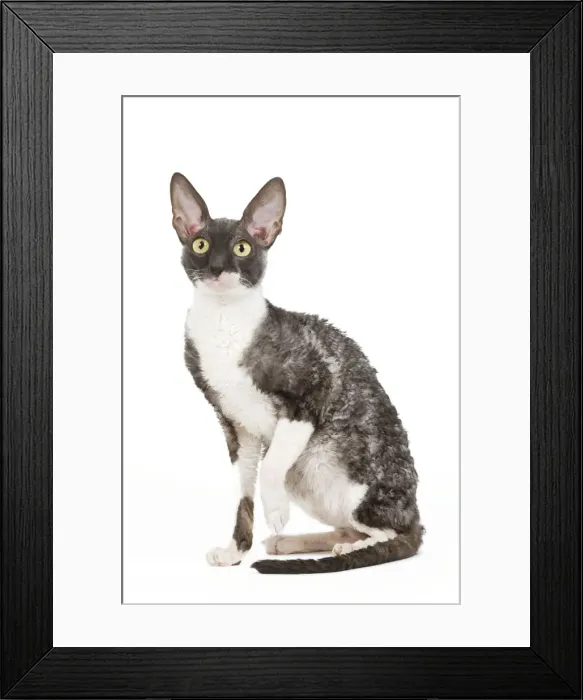 Framed Print : Cat - Cornish Rex Framed Print : Cat - Cornish Rex