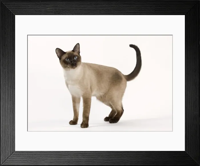 Framed Print : Cat - Thai Framed Print : Cat - Thai