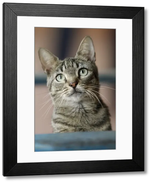 Framed Print : Domestic Cat Framed Print : Domestic Cat