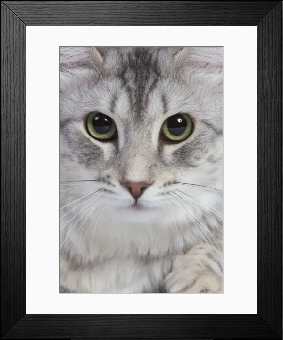 Framed Print : Cat - Turkish Blue Silver Mackerel Tabby Framed Print : Cat - Turkish Blue Silver Mackerel Tabby