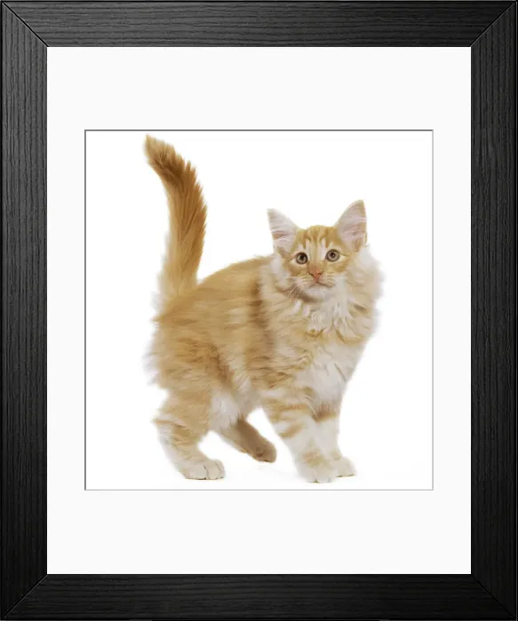 Framed Print : Cat - Norwegian Forest Cat Framed Print : Cat - Norwegian Forest Cat