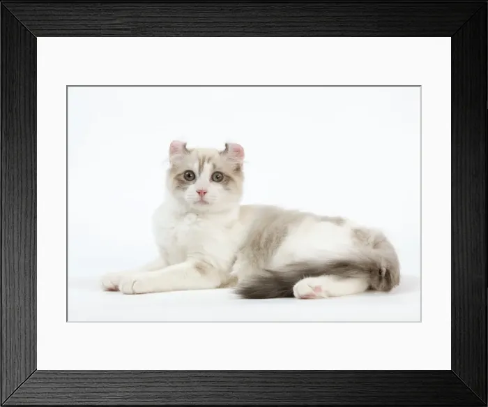 Framed Print : Cat - American Curl Framed Print : Cat - American Curl