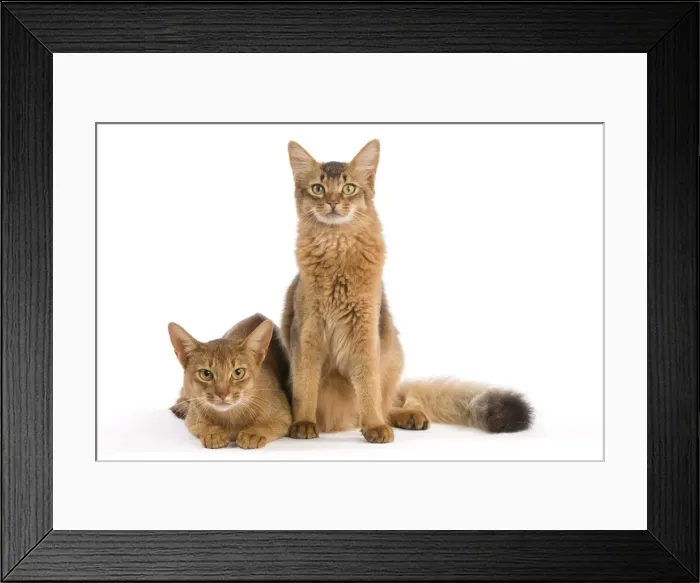 Framed Print : Cat - Chocolate Abyssinian Framed Print : Cat - Chocolate Abyssinian