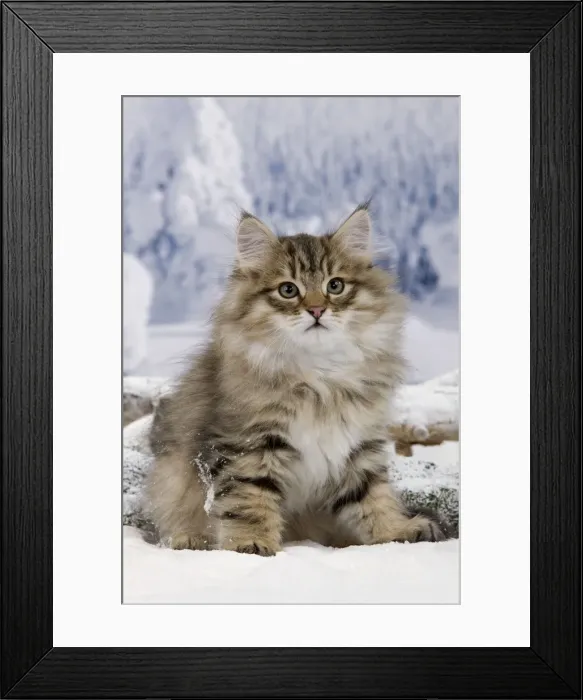Framed Print : Cat - Siberian - in snow Framed Print : Cat - Siberian - in snow