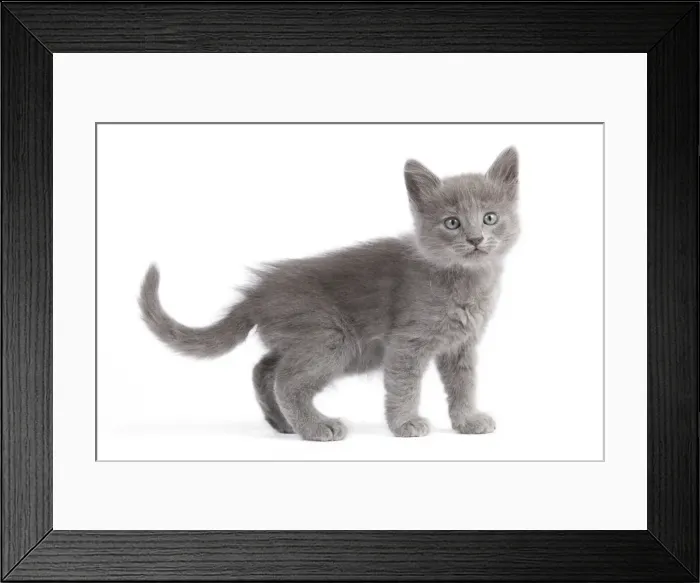 Framed Print : Cat - Nebelung Kitten Framed Print : Cat - Nebelung Kitten