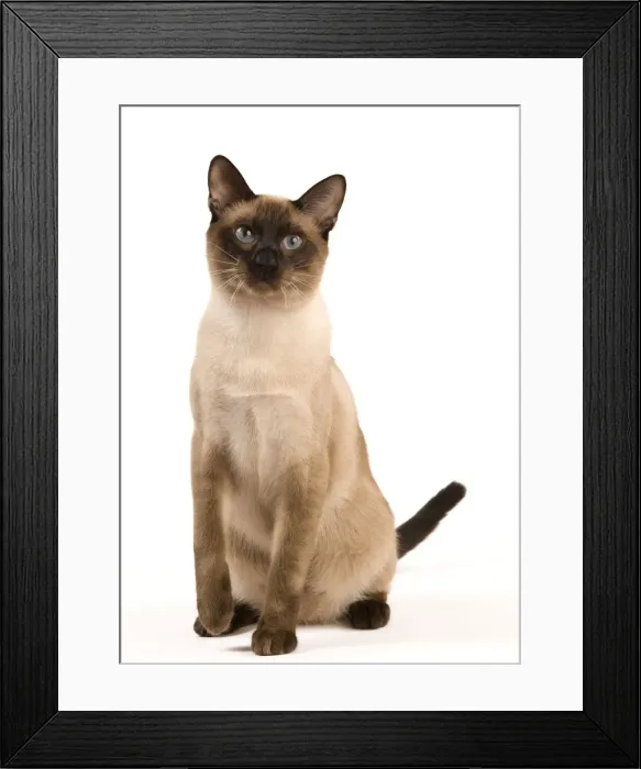 Framed Print : Cat - Thai Framed Print : Cat - Thai