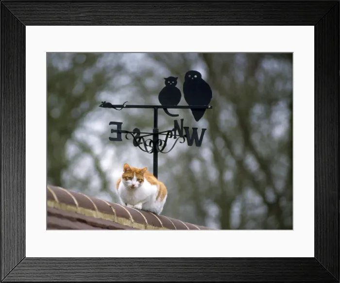 Framed Print : Cat - on roof with weathervane Framed Print : Cat - on roof with weathervane