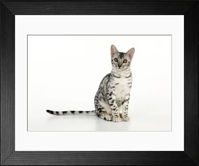 Framed Print : KITTEN - Bengal kitten 16 weeks Framed Print : KITTEN - Bengal kitten 16 weeks