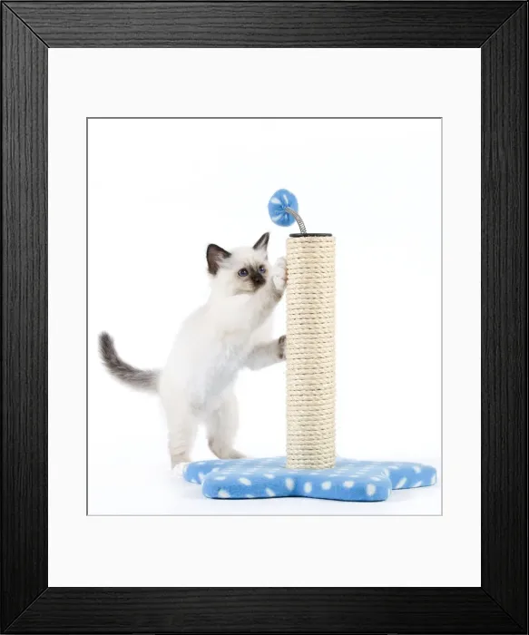 Framed Print : Cat - Birman kitten playing with scratch post Framed Print : Cat - Birman kitten playing with scratch post