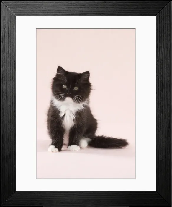 Framed Print : CAT - Black and White Cat Framed Print : CAT - Black and White Cat