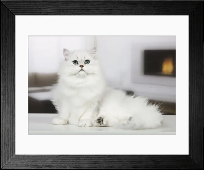 Framed Print : Cat - Persian Chinchilla Framed Print : Cat - Persian Chinchilla